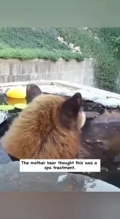 A Menagerie of Wild Animals come to the Watering Hole