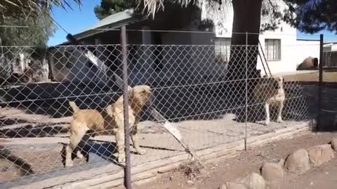Aggressive Dogs