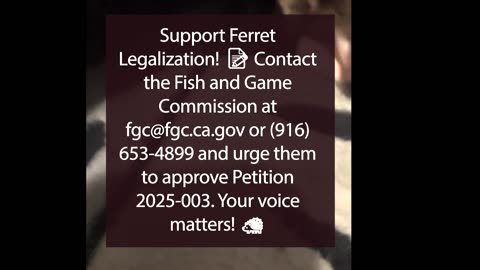 Support Ferret Legalization at the California Fish and Game Commission! 🐾📢