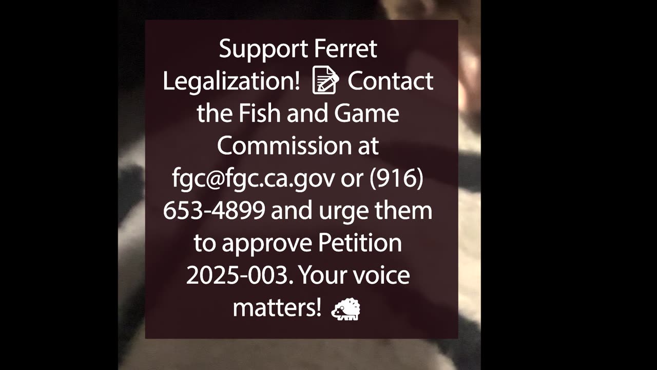Support Ferret Legalization at the California Fish and Game Commission! πΎπ’