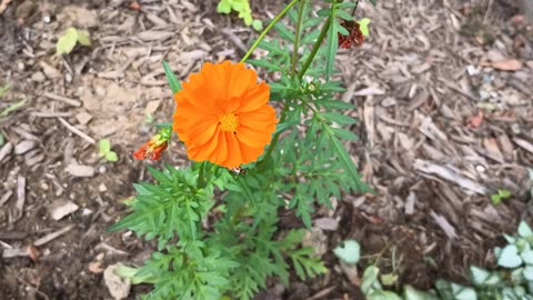 Cosmos
