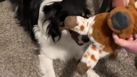 Lyla vs her stuffed longhorn, trying tug of war with something other than a lamb