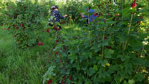 Picking 33 lb of Red Currant and Making Currant Jelly and Pie with Grandma