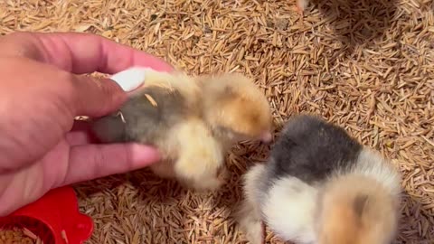 Tipped Chick Helped Upright