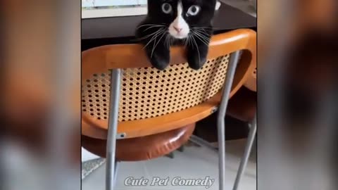 Hilarious Cats & Dogs 2025 🤣 Funniest Animal Moments Ever! | Try Not to Laugh #22
