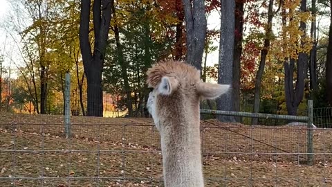 Alpaca Spots Danger