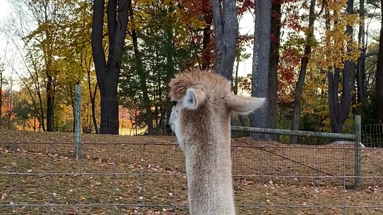 Alpaca Spots Danger