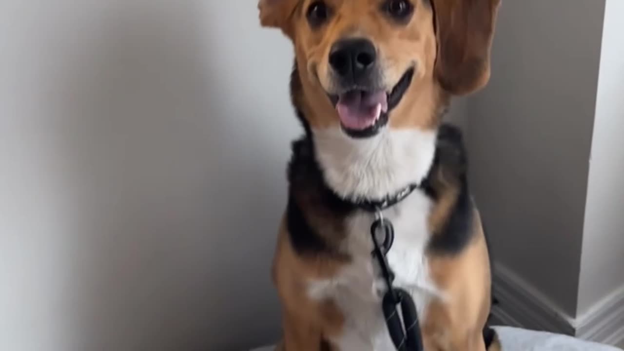 😅😅 dog stands