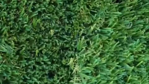 Outsmarting Special Forces: Camouflage and Deception! #shorts