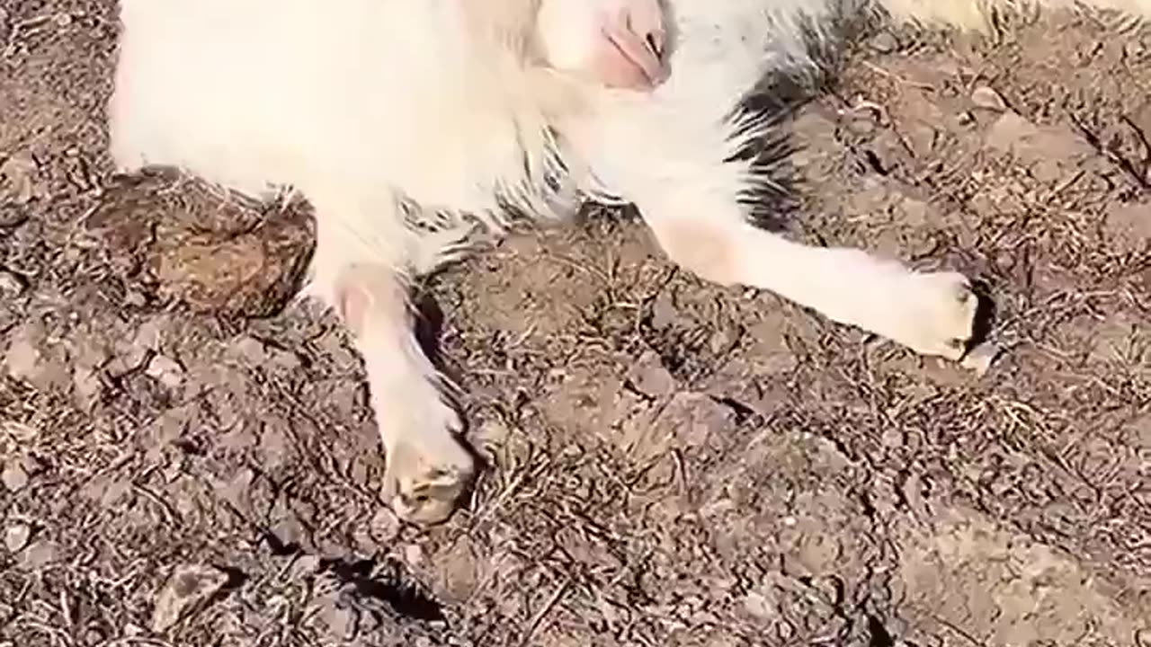 Palate Cleanser: Baby Goat Wakes Up From Nap and Panics After Realizing the Herd Moved