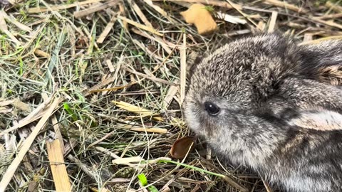 bedårande grå babykanin – liten och fluffig charmör
