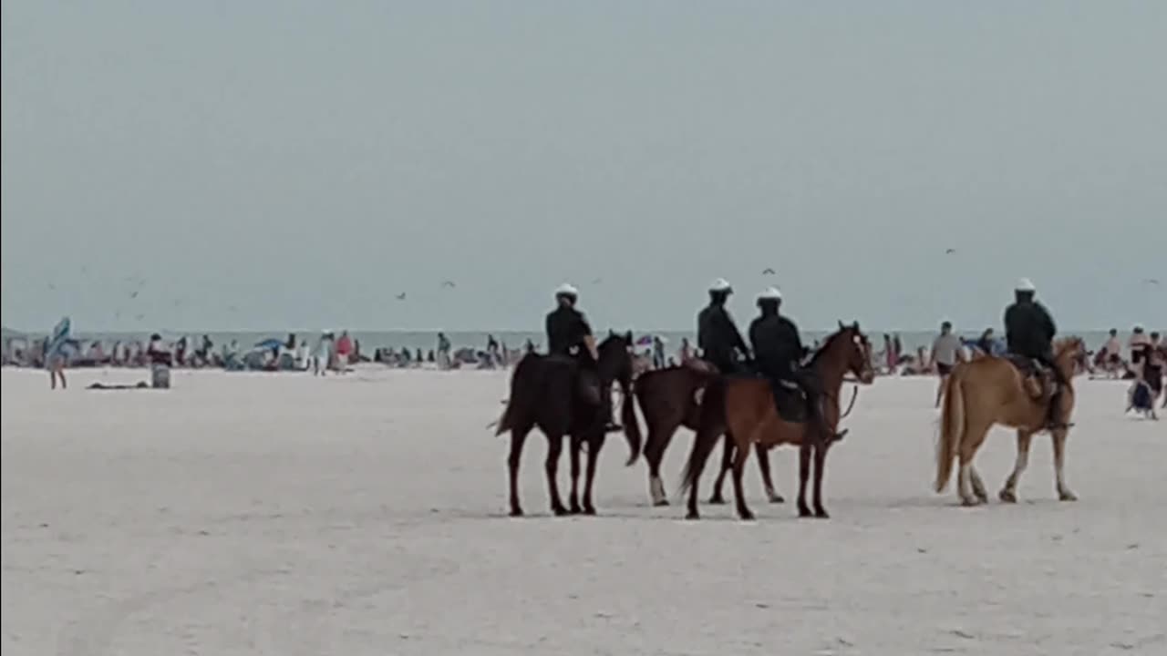 Police horses
