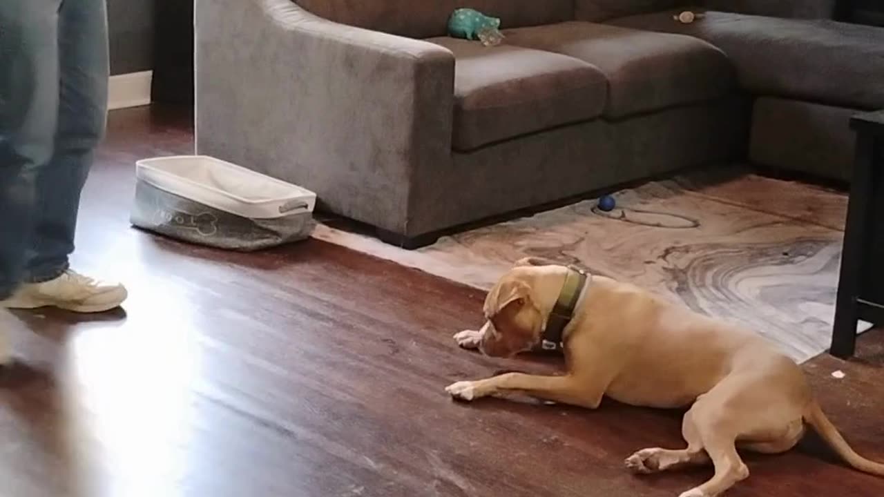Hi I'm George .Practice short 2