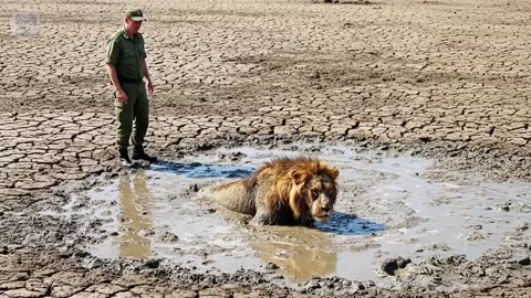 Man Saves Lion Stuck in Swamp, But What the Lion Did Next Was Shocking