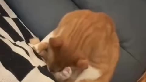 Funny animal video