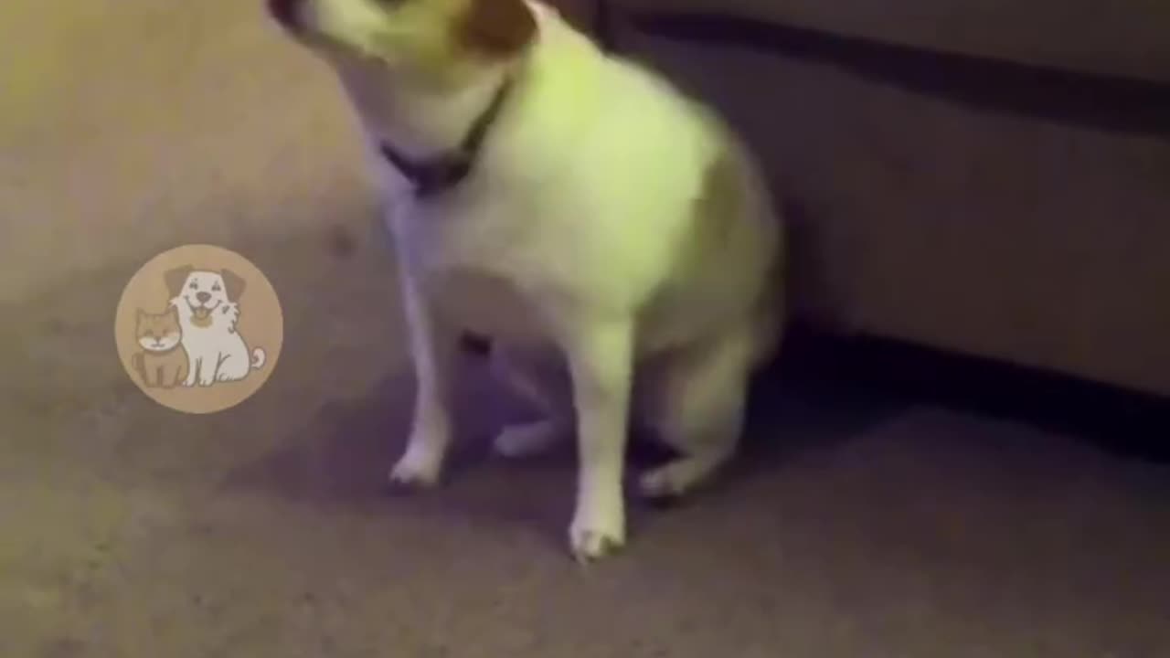 dancing doggys