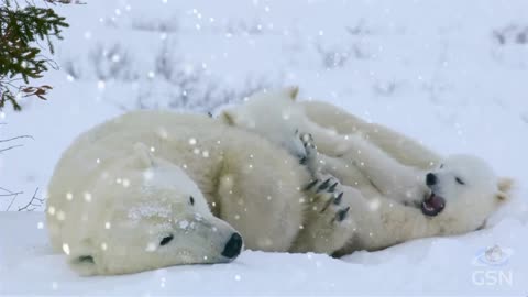 Genesis Science Report