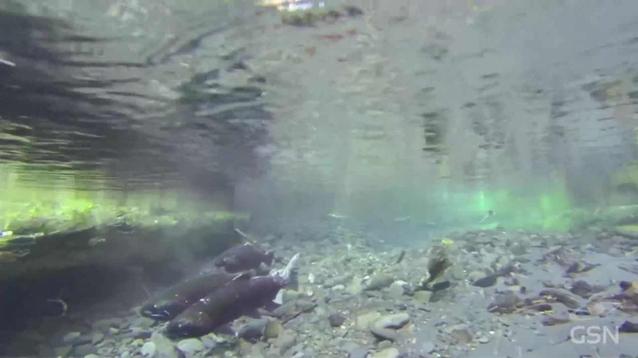 Genesis Science Report