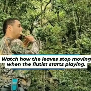 Plants can sense and react to the vibrations produced by music,