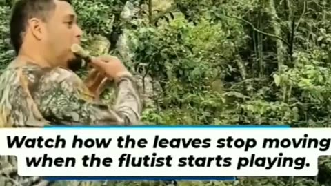 Plants can sense and react to the vibrations produced by music,