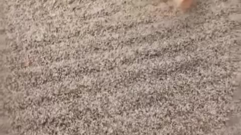 Zach turns the farm game into reality.