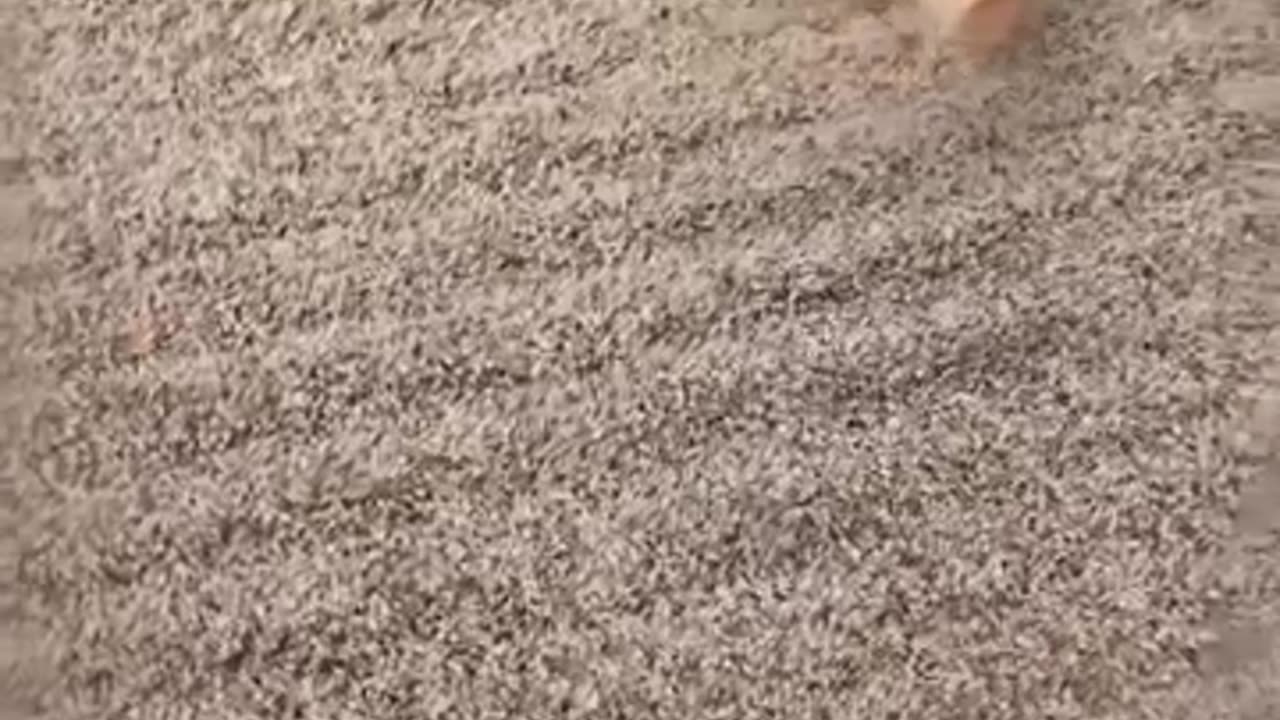 Zach turns the farm game into reality.