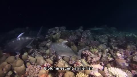 The life of deep-sea fish’s