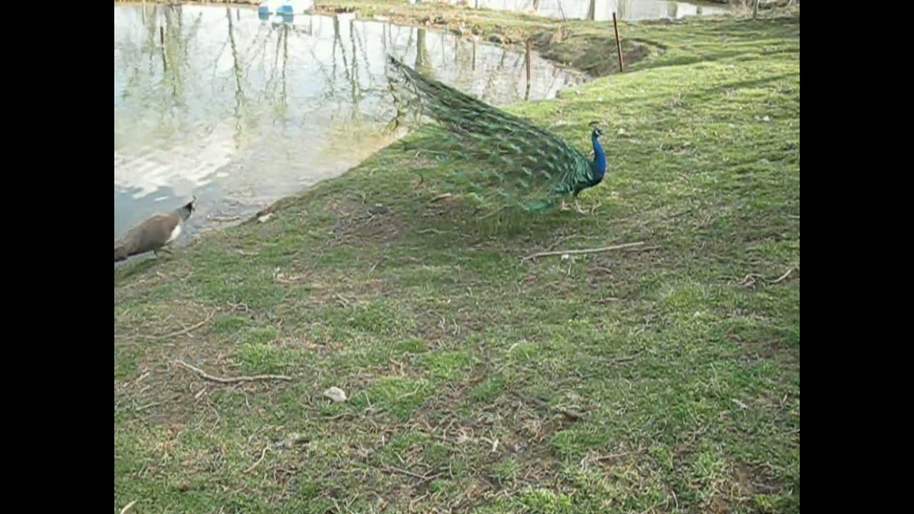 Peacock Tail