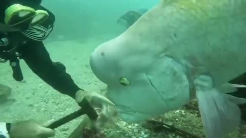 Un poisson trop curieux embête un pecheur