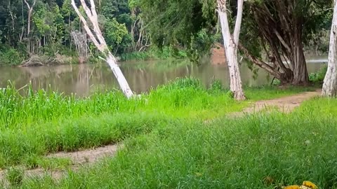 19.2.2025 Barron River Esplanade, Kuranda