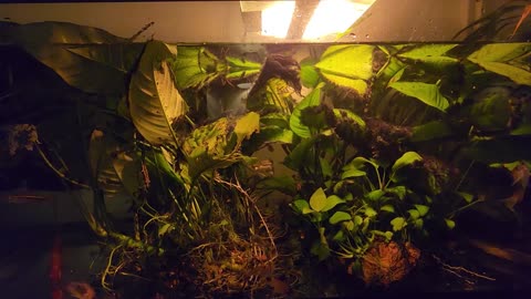 New Fish, New Plants, Algae Problems