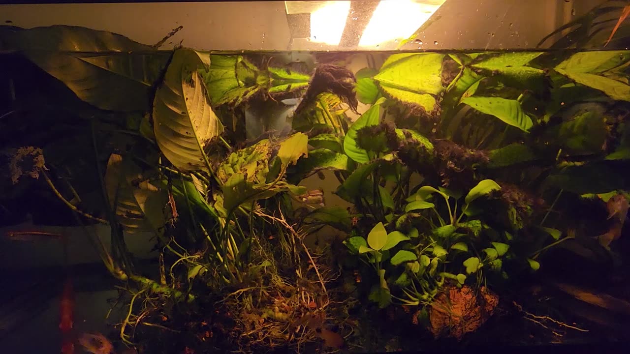 New Fish, New Plants, Algae Problems