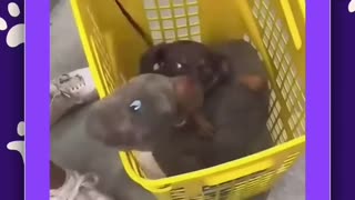 😍🐶 This Dog Proves Why They're Your Best Friend! Heartwarming | FunFM