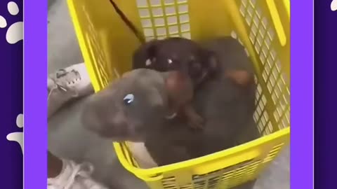 😍🐶 This Dog Proves Why They're Your Best Friend! Heartwarming | FunFM