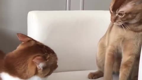 Angry Mrs Kitty | Funny Animal Bloopers!