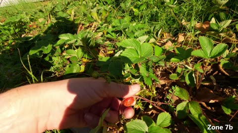 Berry harvest with Razzmatazz grapes