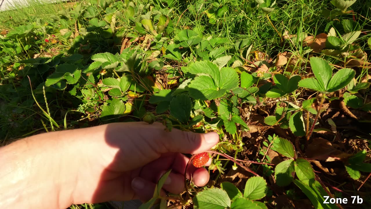 Berry harvest with Razzmatazz grapes