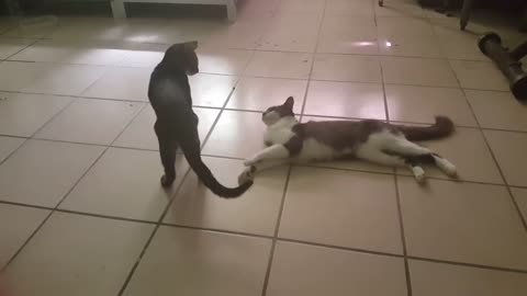 Pointless Pet Video 6: Do something (July 28, 2017)