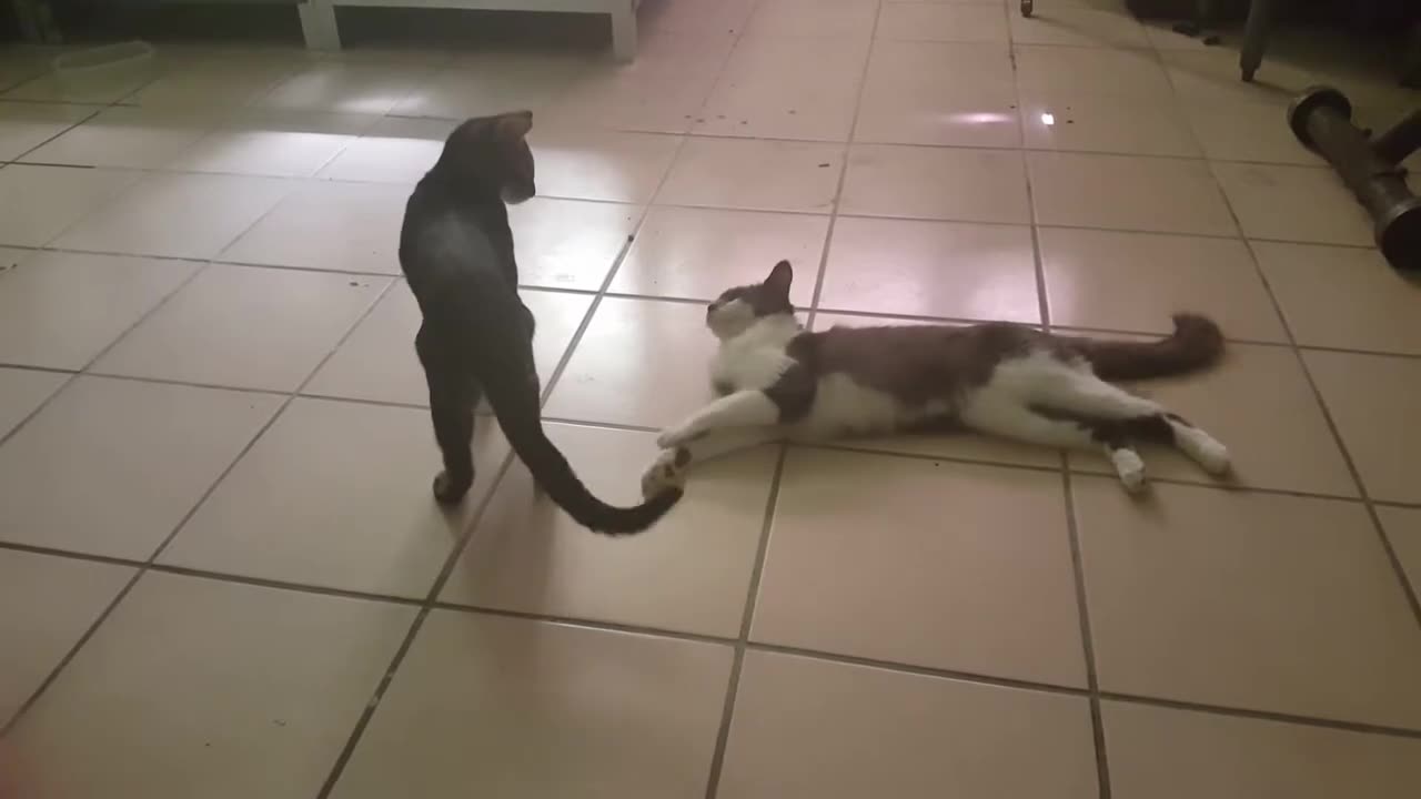 Pointless Pet Video 6: Do something (July 28, 2017)