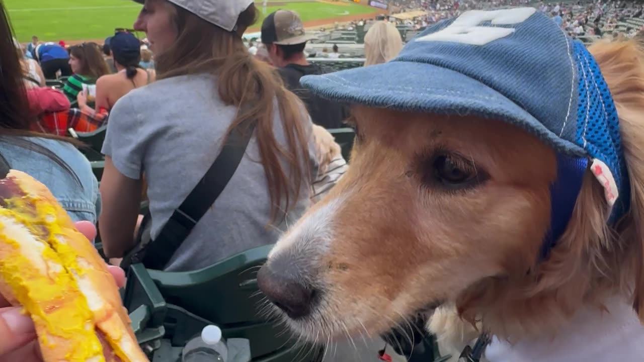 Golden Chomps Down Hot Dog At Baseball Game
