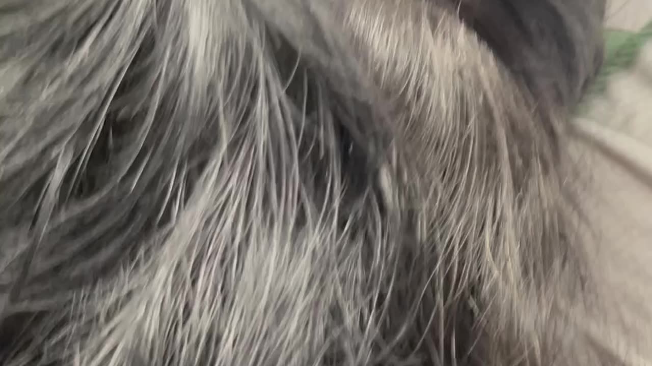 "Touching & Playing with Long Hair in Public – Street Moments!"