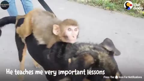 Animal funny videos