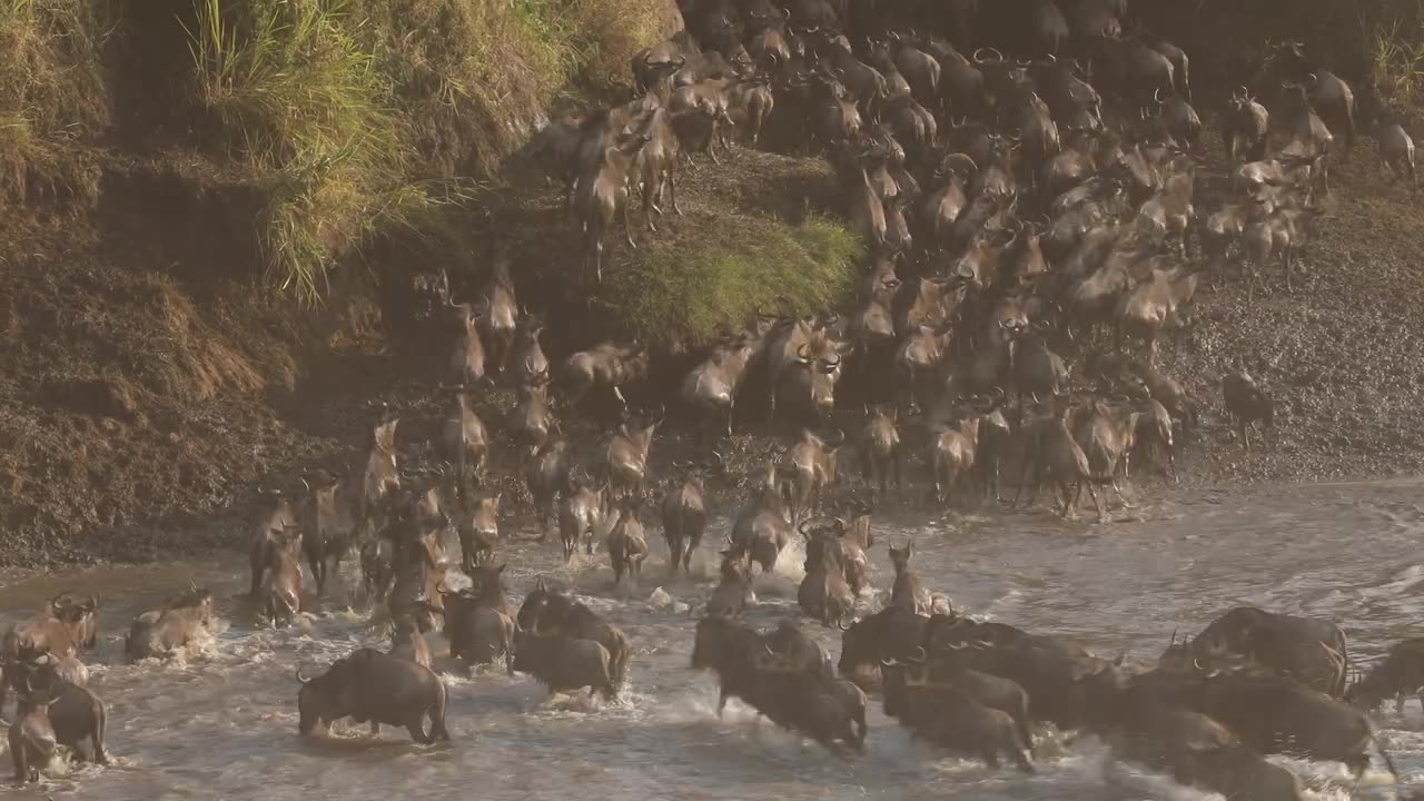 Serengeti mara river crossing