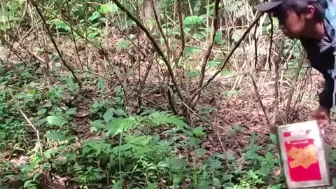Solo camping HAevy Rain building simple bamboo house at wild forest