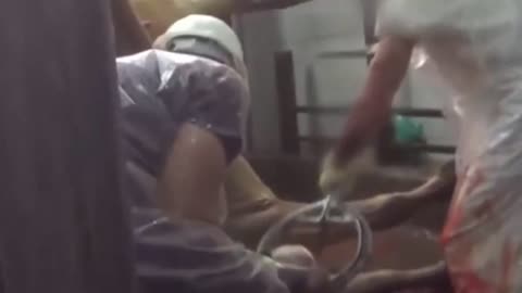 The Most Moral Slaughterers in the World **Graphic content