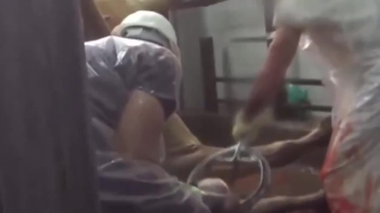 The Most Moral Slaughterers in the World **Graphic content