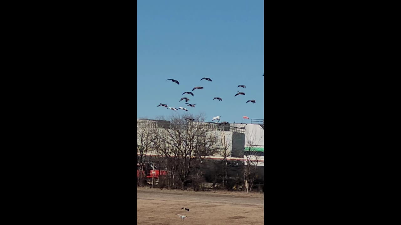 Geese Coming In For a Landing on a Lake