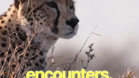 Expert Warns of DEADLY Wildlife Encounters While Traveling