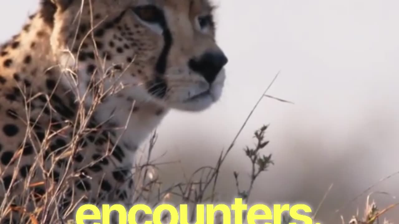 Expert Warns of DEADLY Wildlife Encounters While Traveling