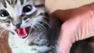 Funny Kitties: Trying Not To Laugh! 😹